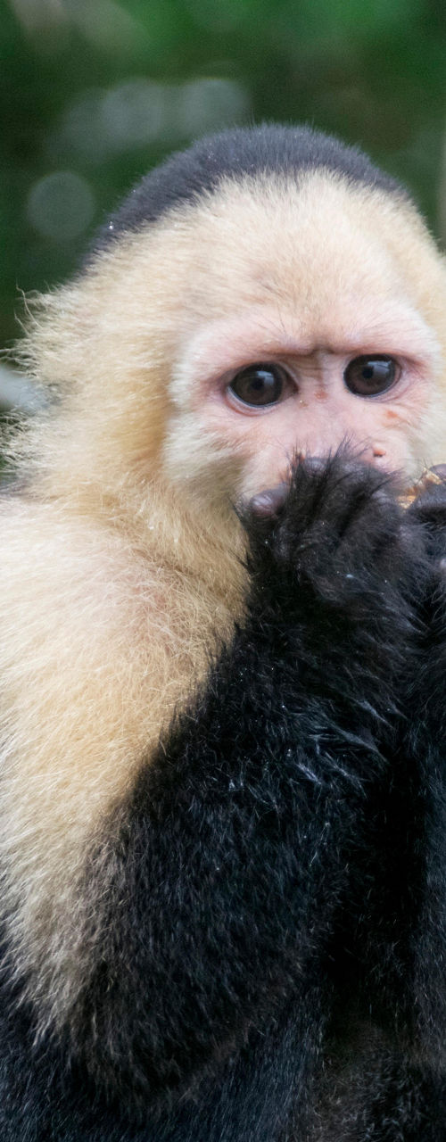 Capuchin monkey on tree branch in forest