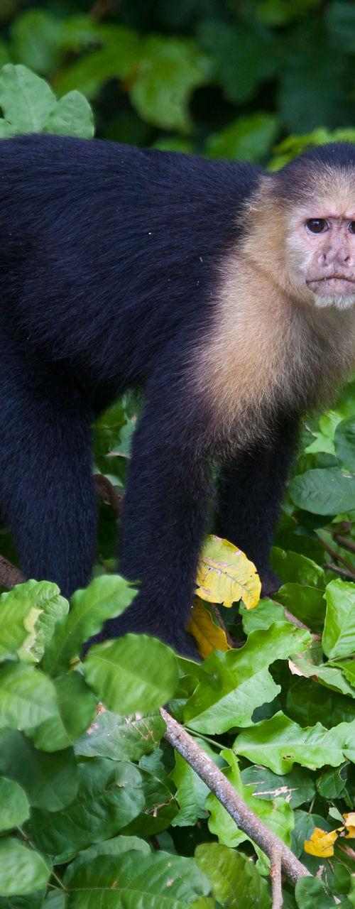 Black monkey in lush green foliage