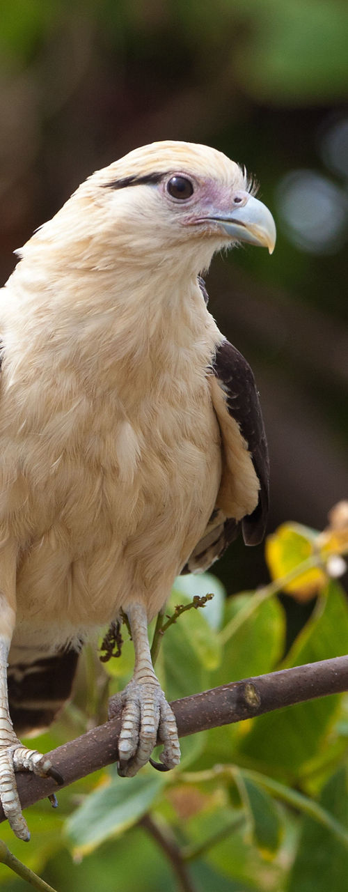 Crested Caracara perched on tree branch