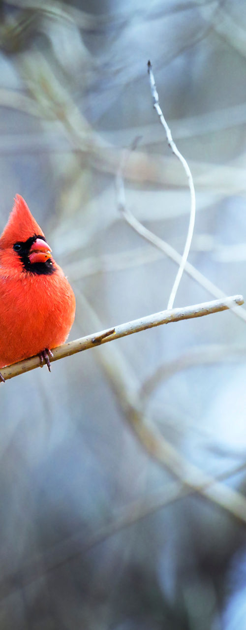 Vivid red cardinal perched in winter forest