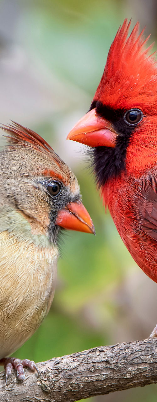 Male and female cardinals on branch