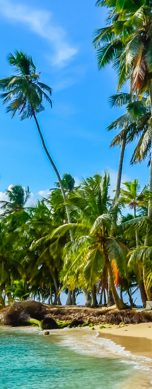 Tropical beach with palm trees and clear water