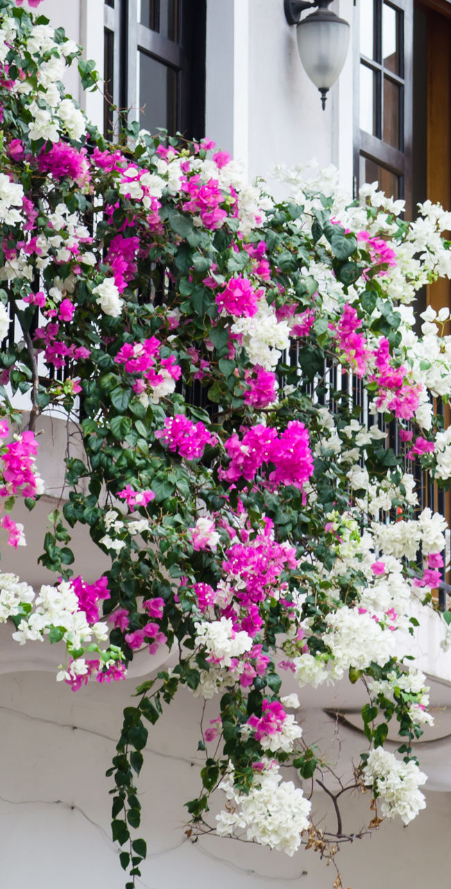 Colorful balcony with vibrant flowers