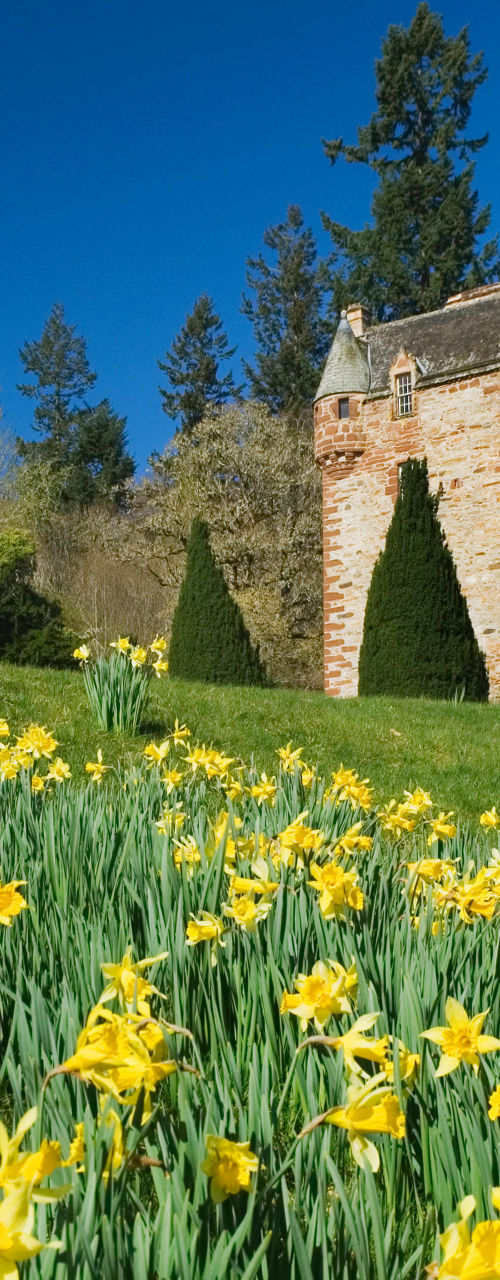 Historic stone castle surrounded by daffodils