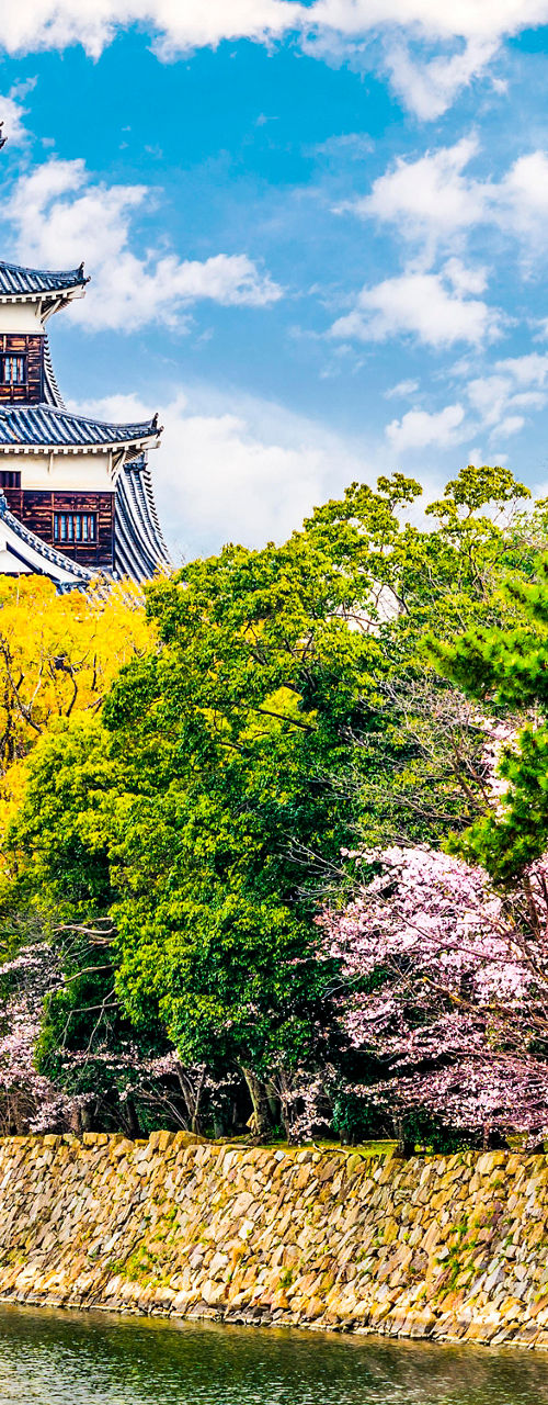 Hiroshima Castle with cherry blossoms in spring
