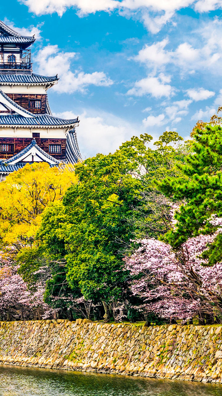 Hiroshima Castle with cherry blossoms in spring