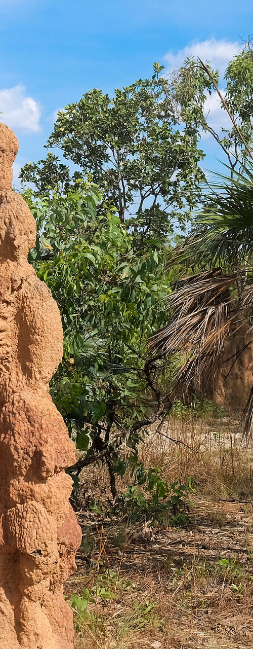 Large termite mound in dry woodland landscape
