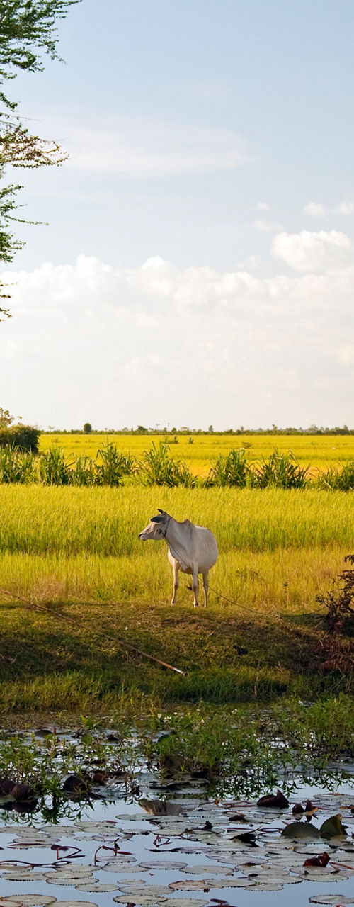 Rural landscape with farmer and cattle