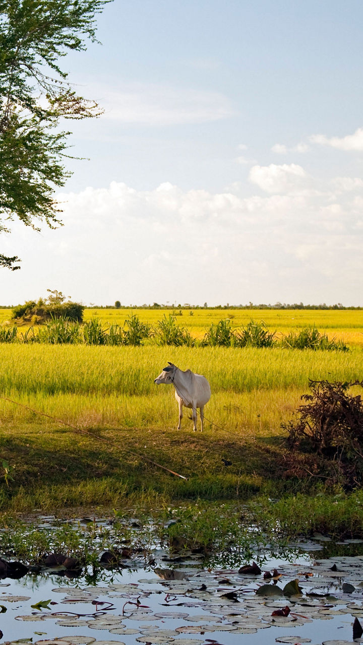 Rural landscape with farmer and cattle