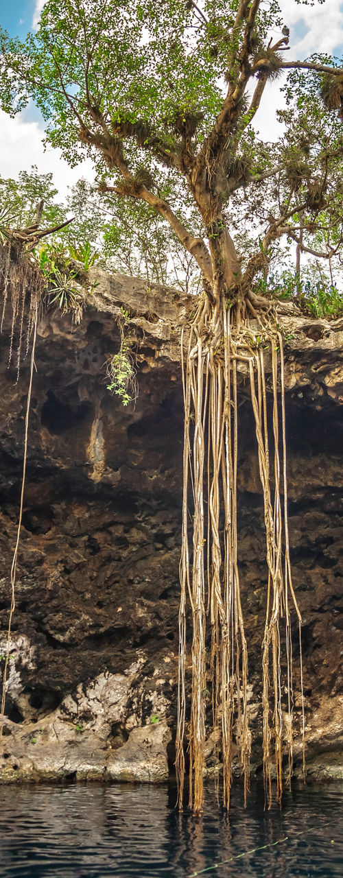 Tree Growing Inside Sunlit Limestone Cave Pool