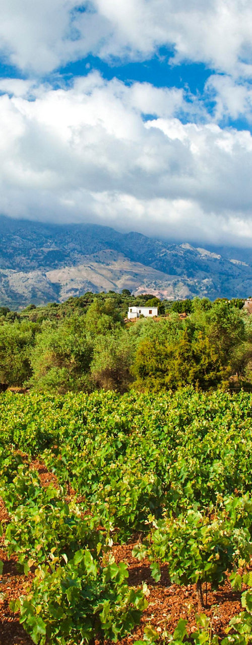 Vineyard landscape with mountains and blue sky