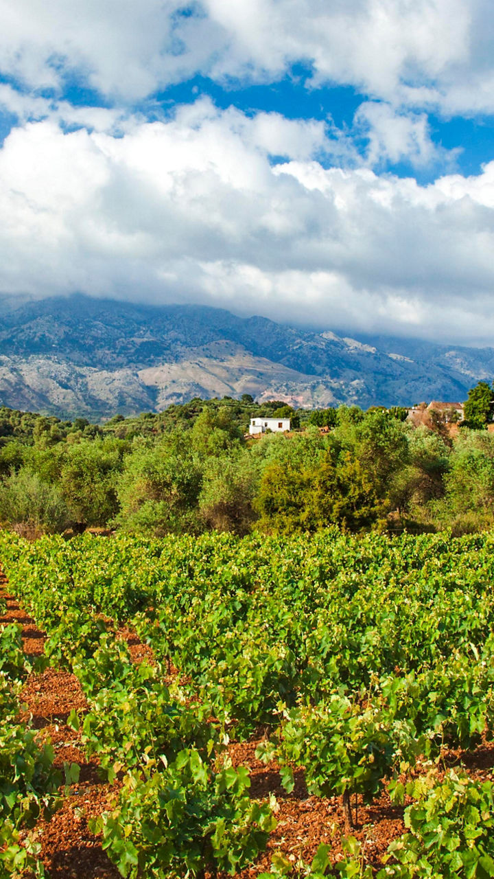 Ceraudo Winery & Calabrian Family Tradition