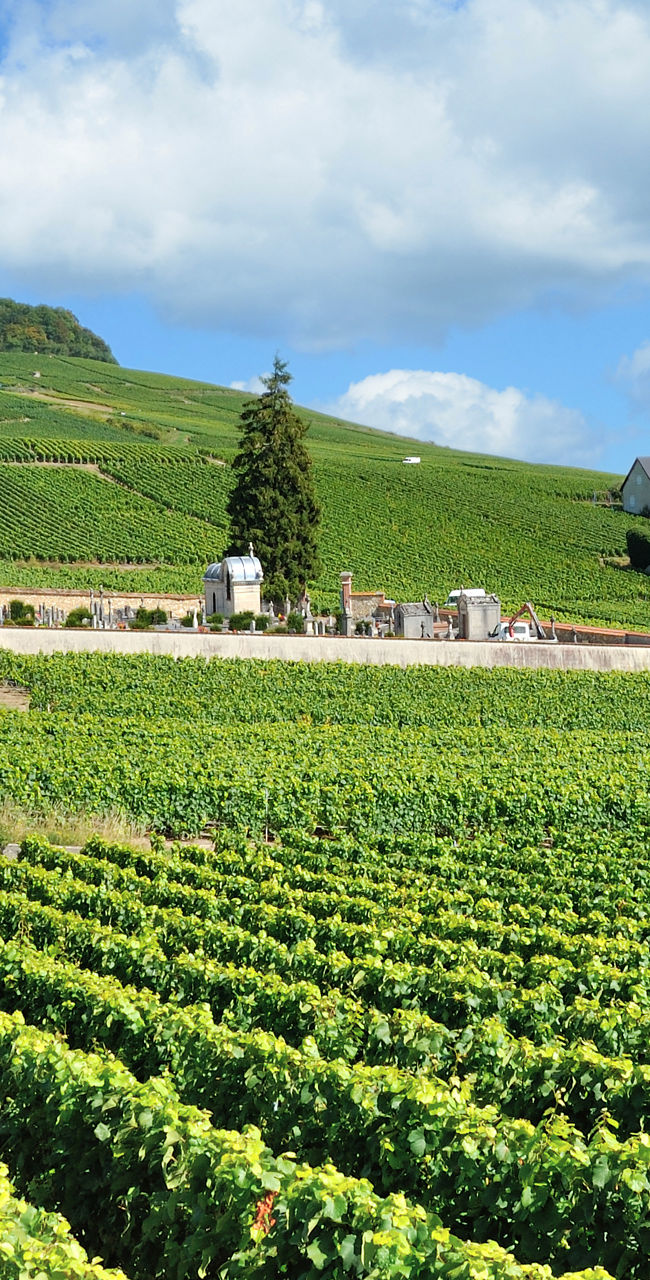 Scenic vineyard with village backdrop