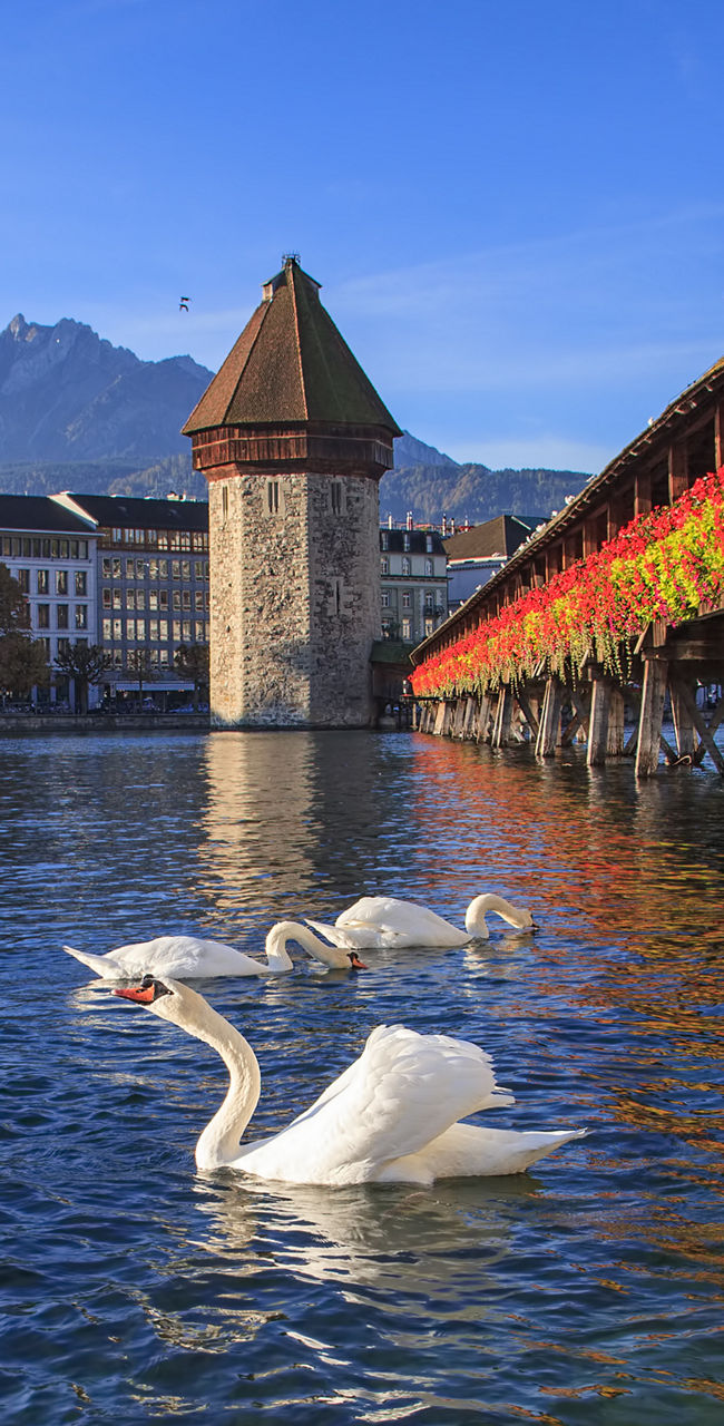 Swans by Chapel Bridge in Lucerne, Switzerland