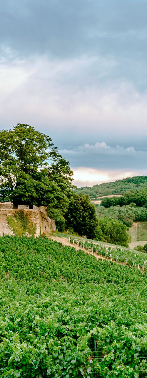 Historic castle overlooking lush vineyards