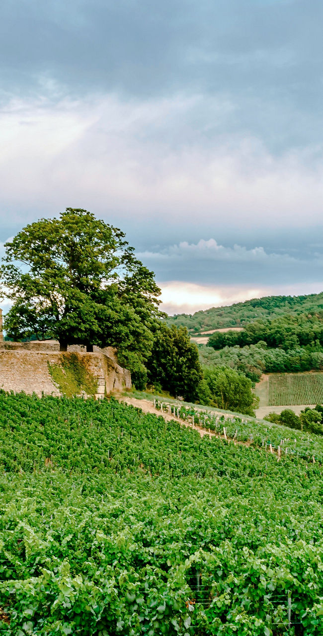 Historic castle overlooking lush vineyards