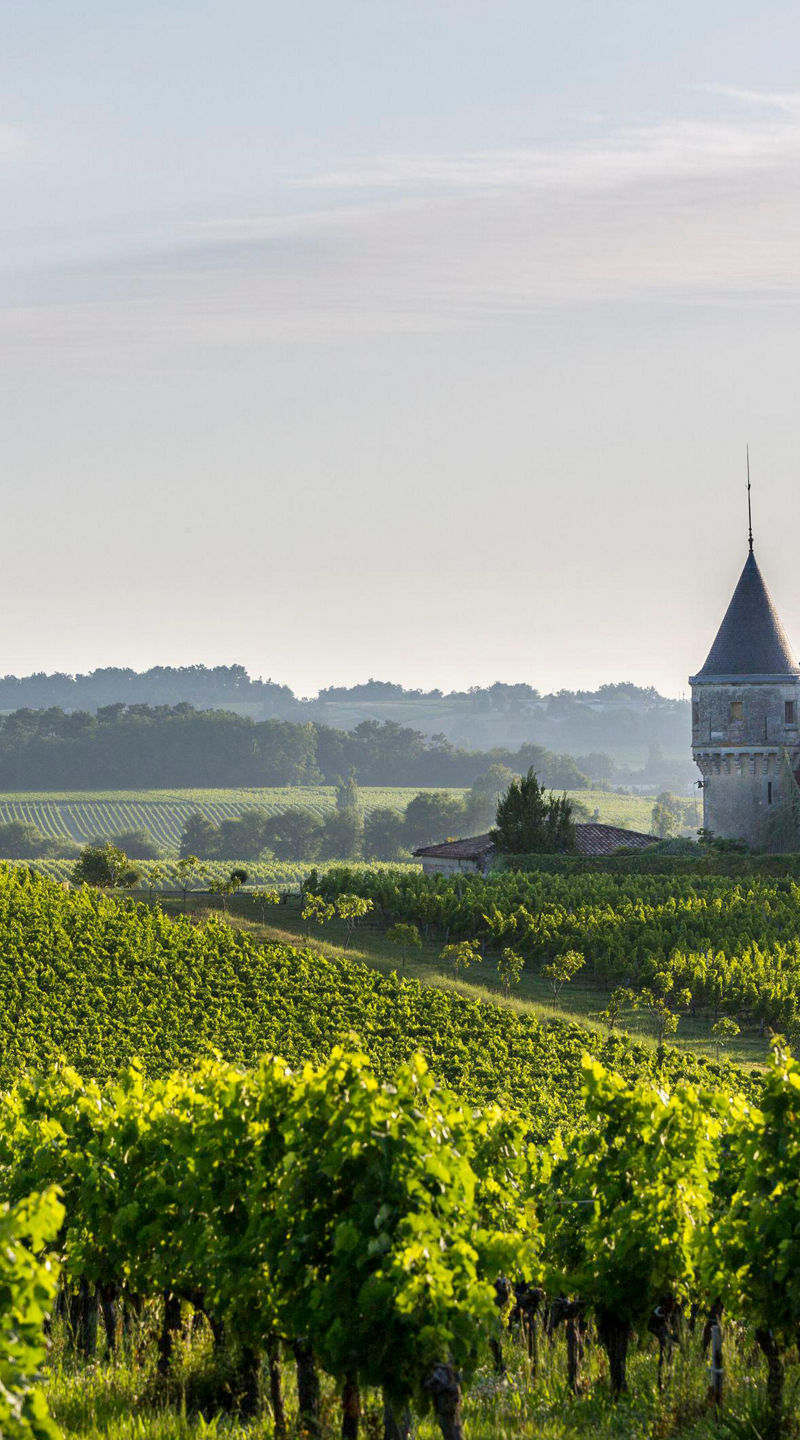 Vineyard with historic chateau at sunrise