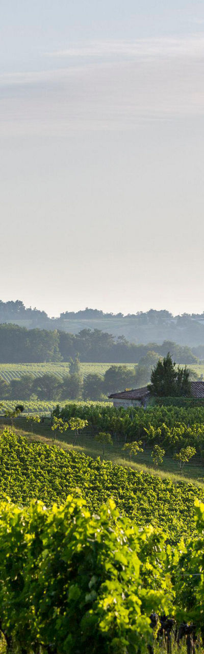 Vineyard with historic chateau at sunrise
