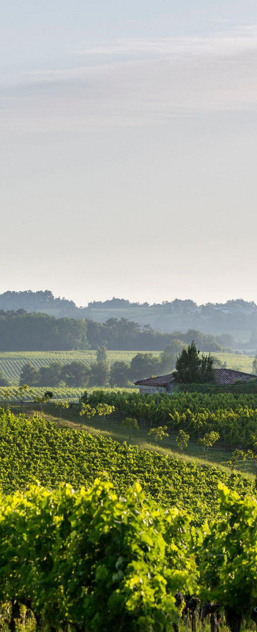 Vineyard with historic chateau at sunrise