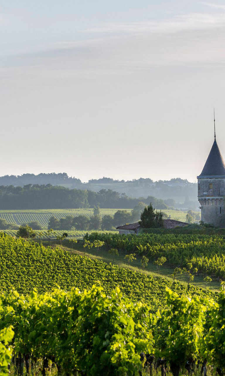 Vineyard with historic chateau at sunrise
