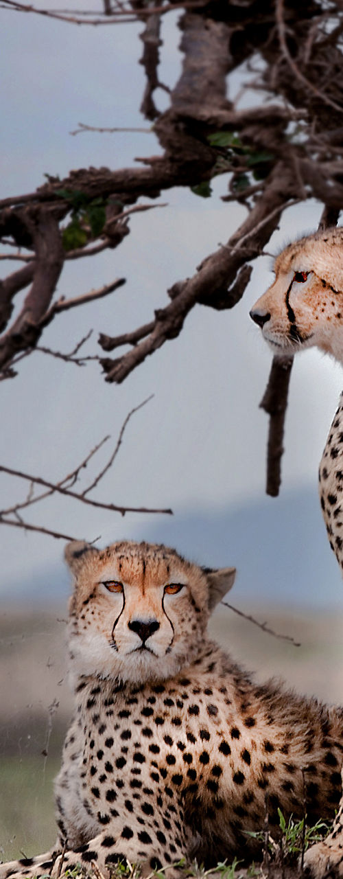 Three cheetahs resting under tree shade