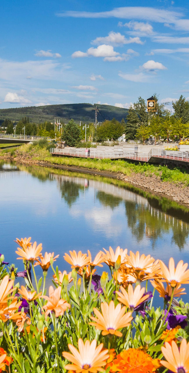 Colorful flowers by a riverside cityscape
