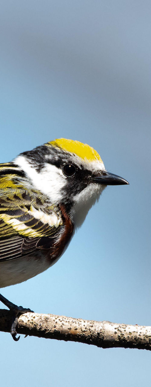 Chestnut-sided warbler perched on branch