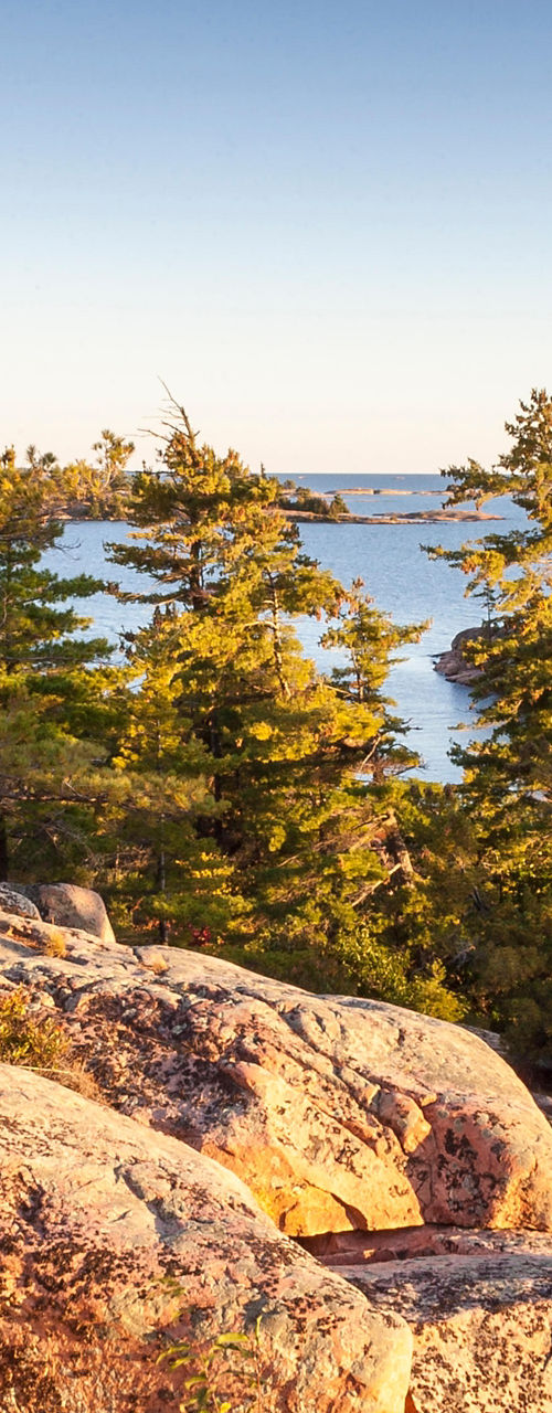 Scenic rocky shoreline with pine trees