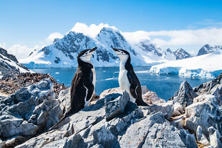 Chinstrap Penguins in Antarctic Landscape