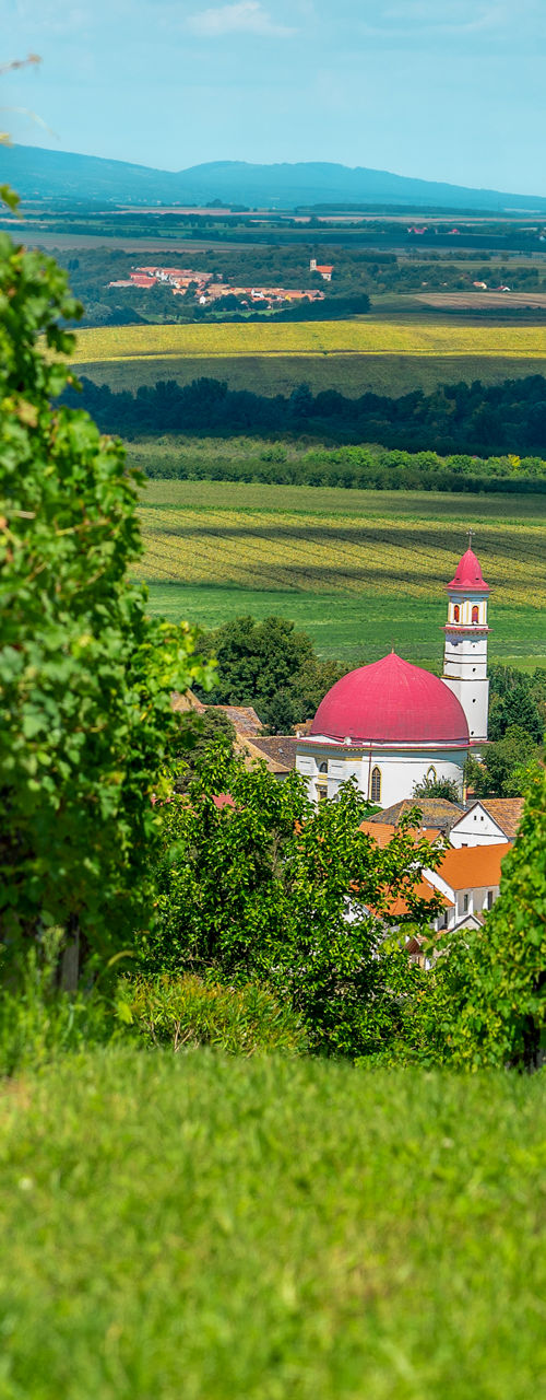 Vineyard with church in scenic countryside