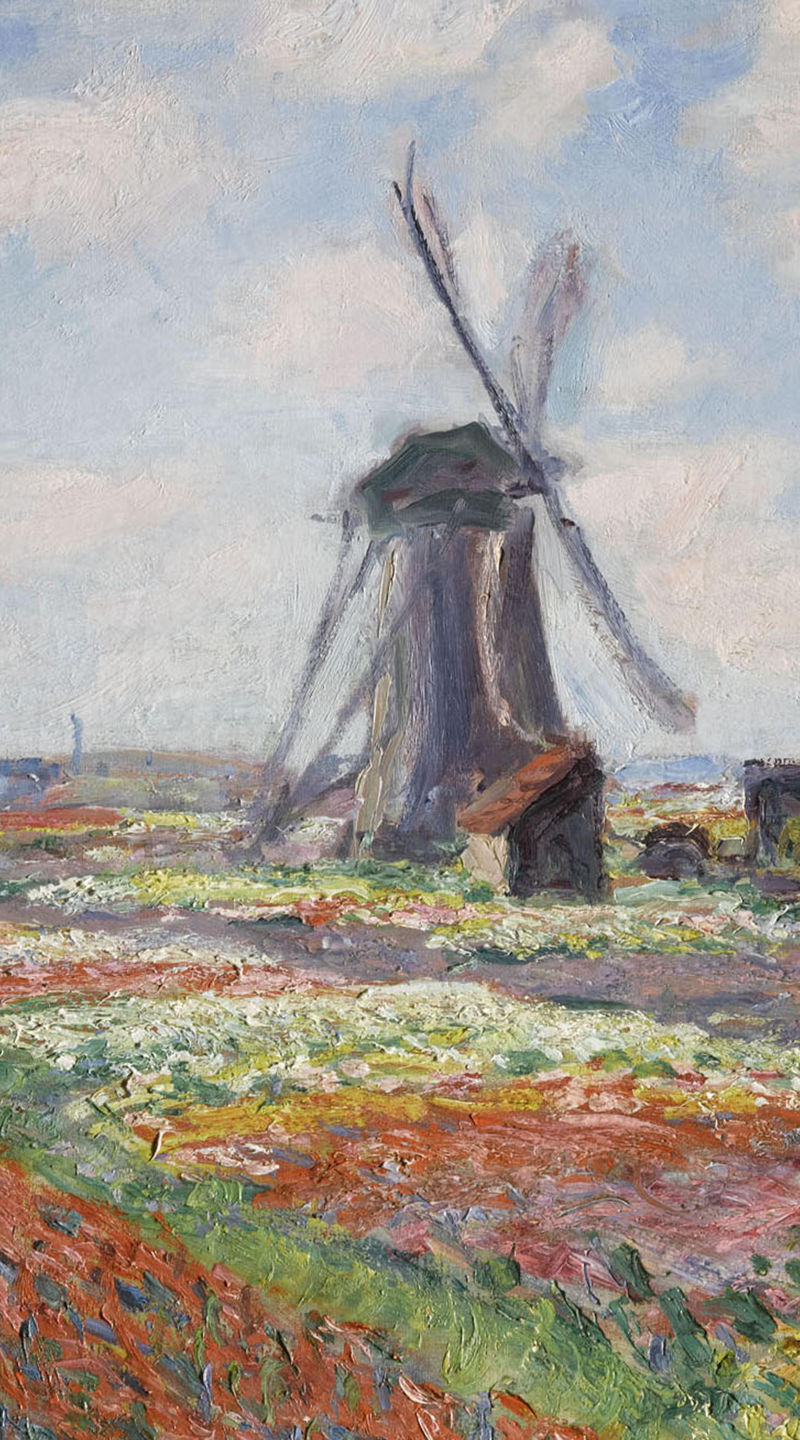 Windmill in vibrant flower fields