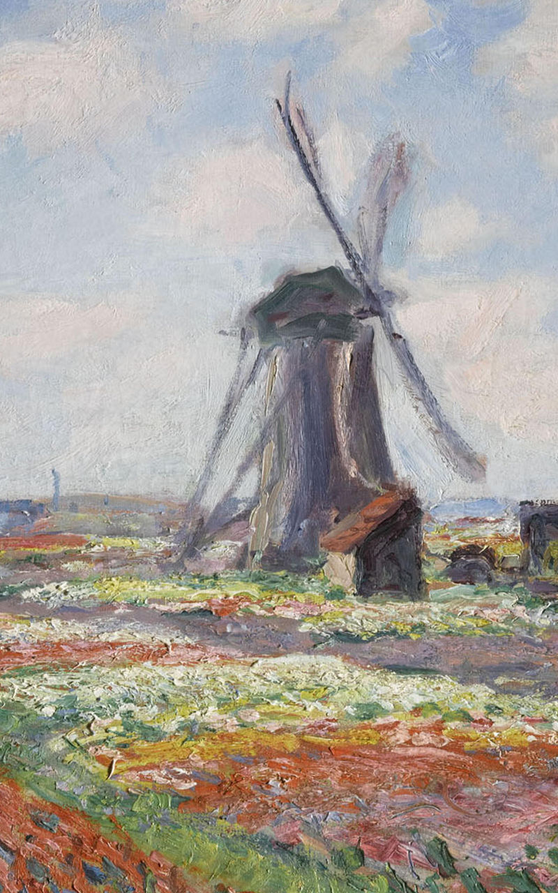 Windmill in vibrant flower fields