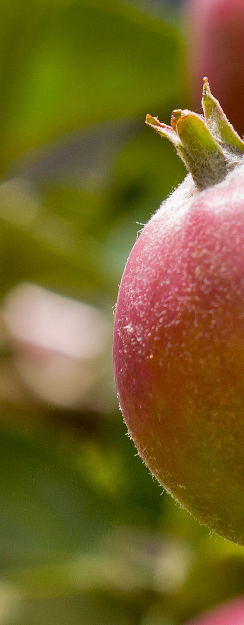 Close-up of ripe apples on tree branch