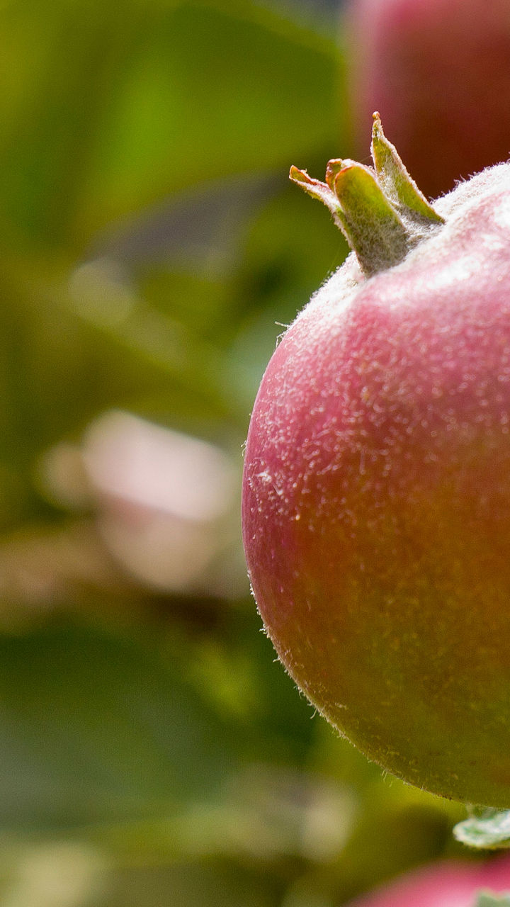 Secrets of Cider