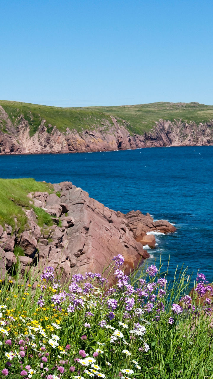 Coastal cliffs with wildflowers under clear sky
