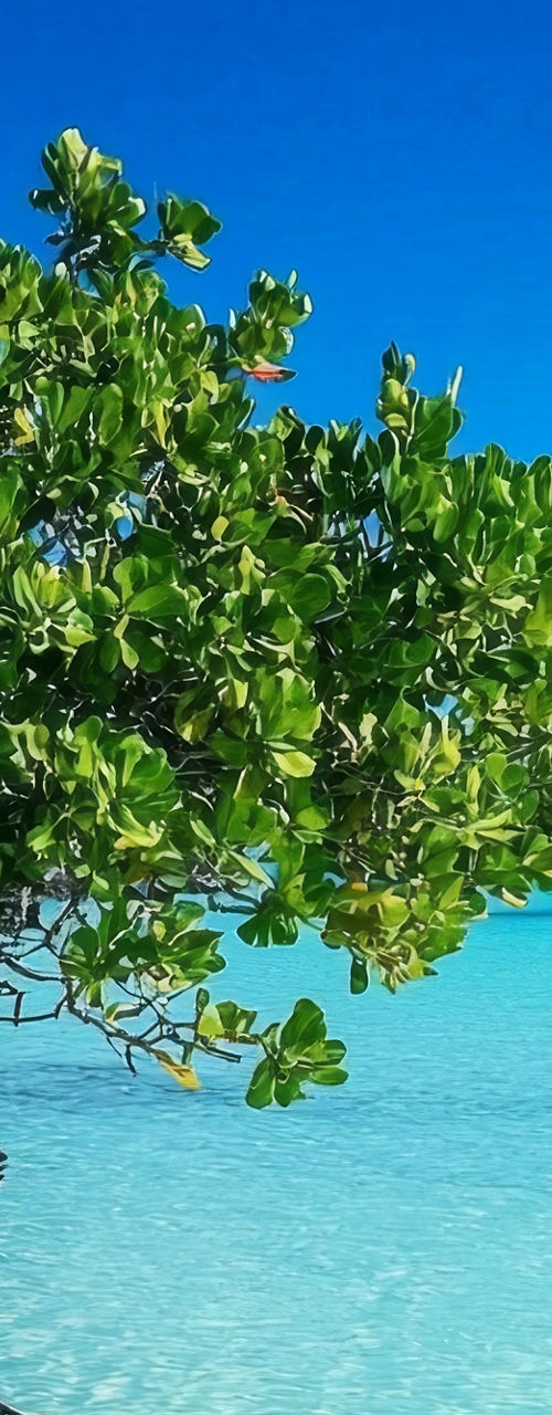 Solitary mangrove tree in turquoise tropical lagoon