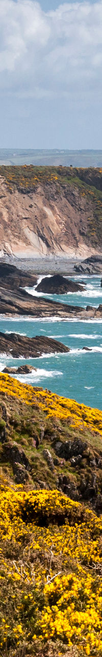 Coastal cliffs with yellow wildflowers