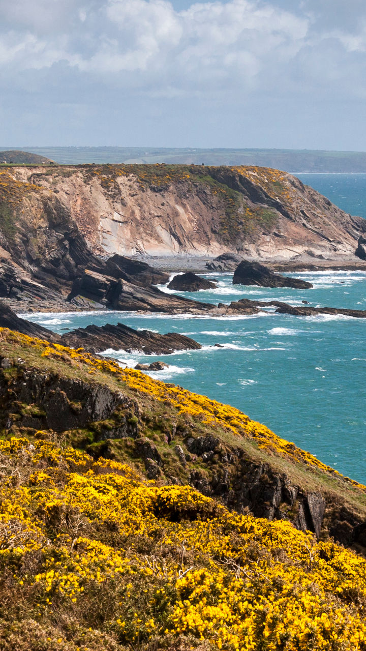 Coastal cliffs with yellow wildflowers
