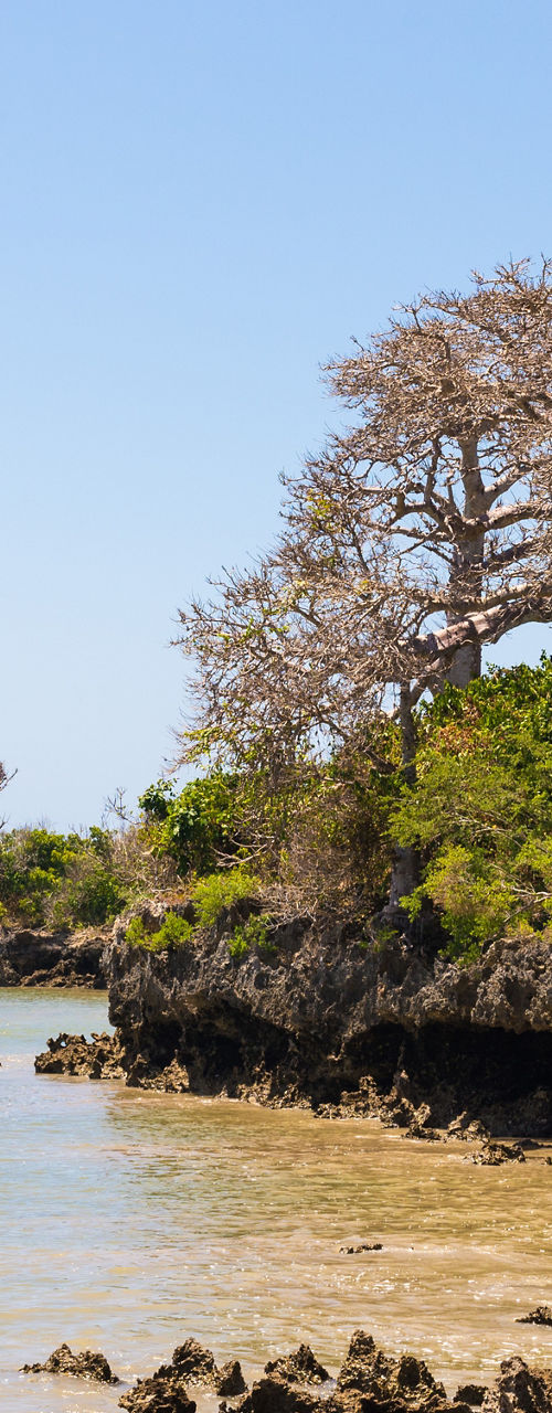 Coastal landscape with baobab trees
