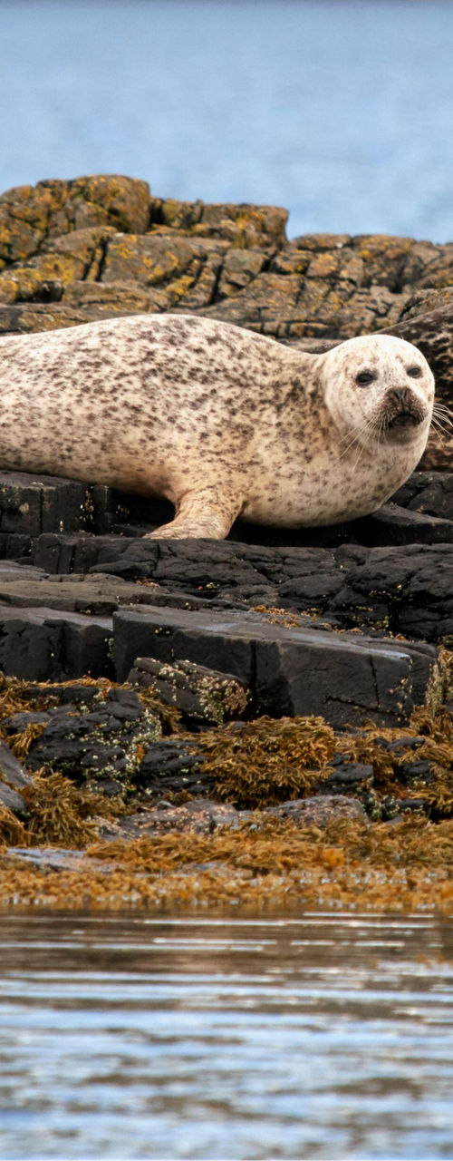 Two seals resting on rocky shoreline