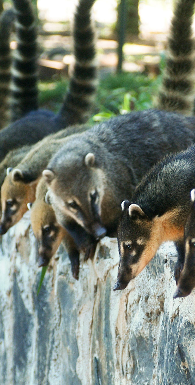 Group of coatis on stone wall outdoors