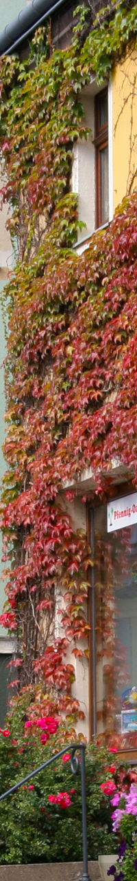 Colorful European street with ivy-covered buildings