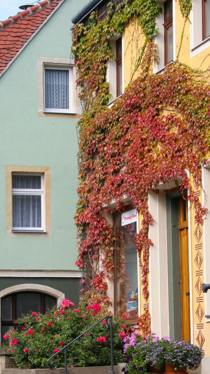 Colorful European street with ivy-covered buildings