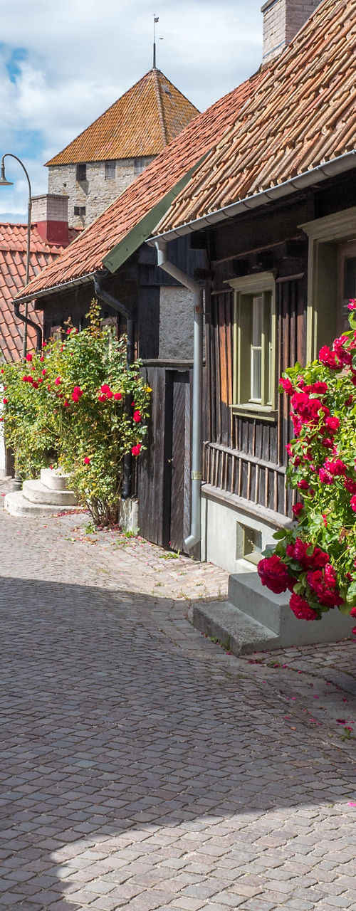 Charming cobblestone street with blooming roses