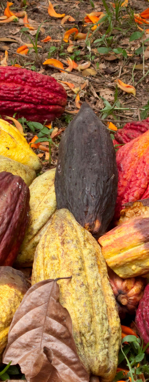 Pile of colorful cacao pods on grass