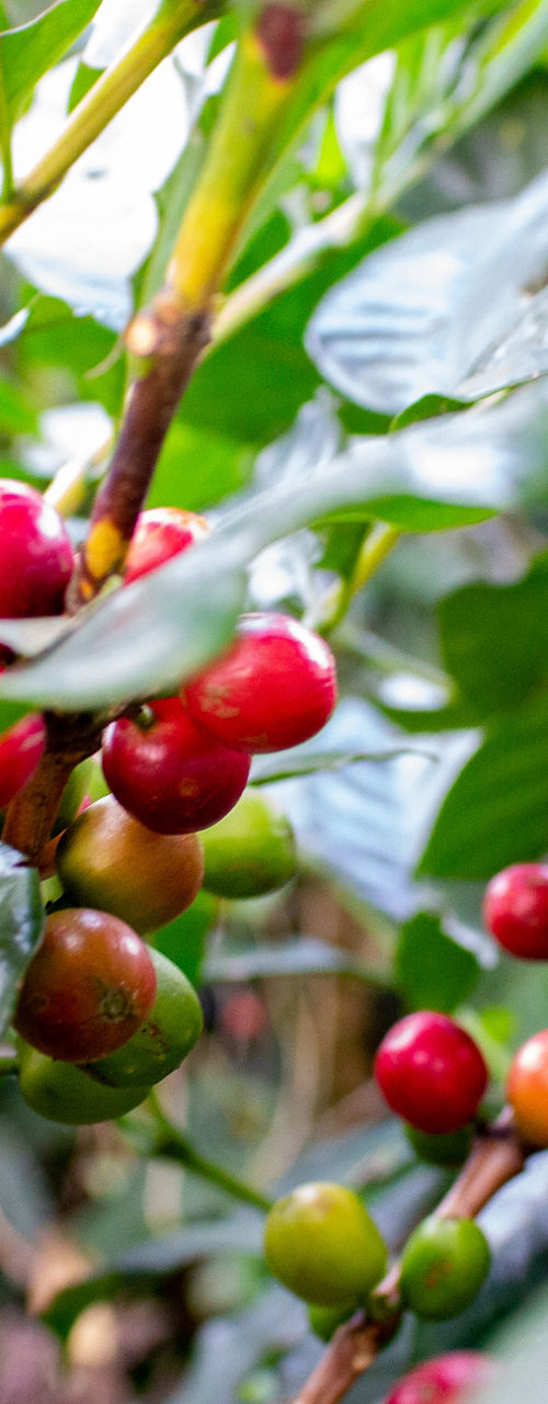 Ripe Coffee Cherries on Branches