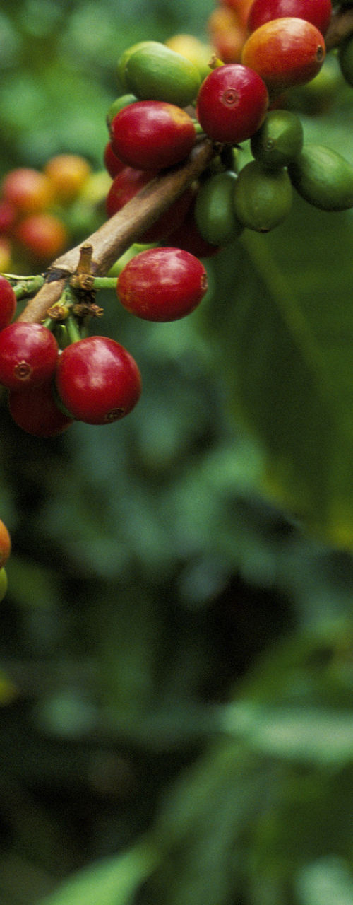 Ripe coffee cherries on a branch