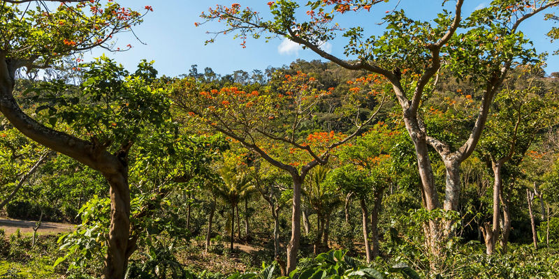 Tropical forest with vibrant flowering trees