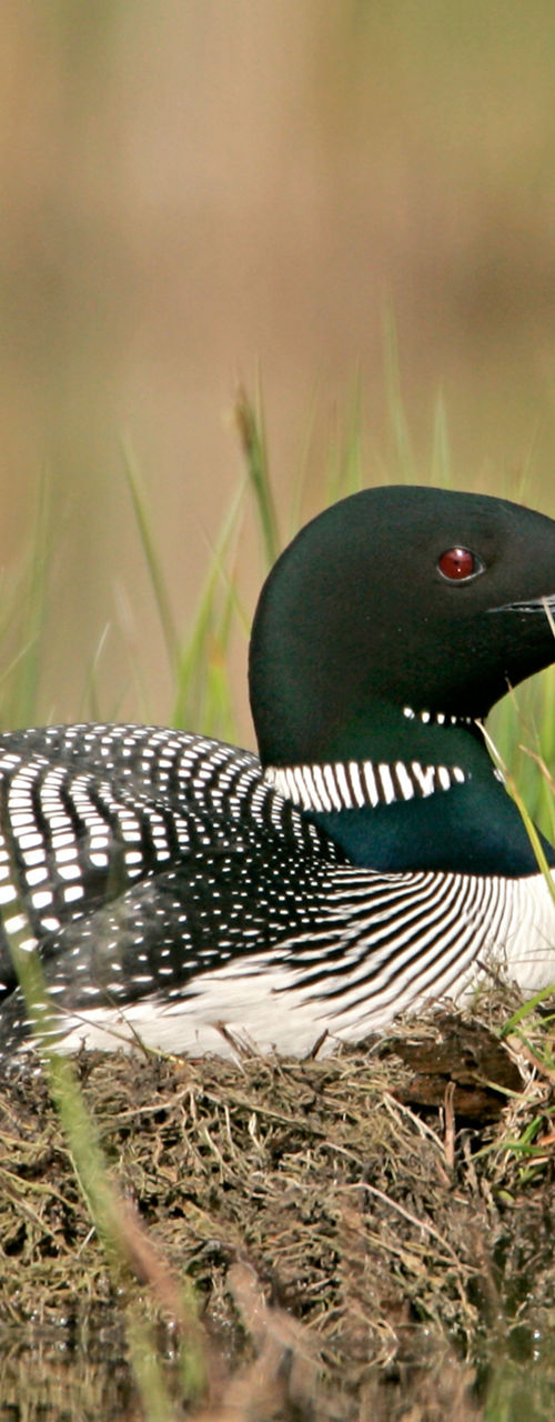 Common loon resting in grassy wetland