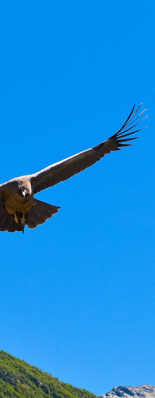 Soaring condor over mountain landscape